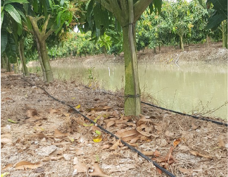 Tưới nước cho cây xoài – Tưới nhỏ giọt miền Tây Nam Bộ