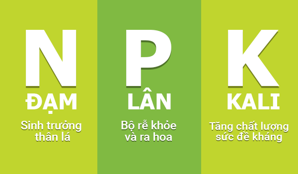 Cách bón phân NPK cho cây ăn trái