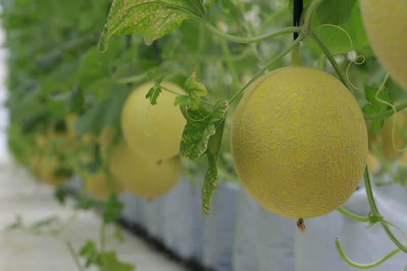 Lượng nước tưới cây dưa lưới giá thể