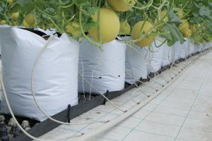 chi phí tưới nhỏ giọt dưa lưới giá thể