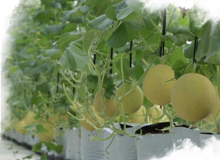Chi phí hệ thống tưới nhỏ giọt cho dưa lưới trồng giá thể_Phần 2