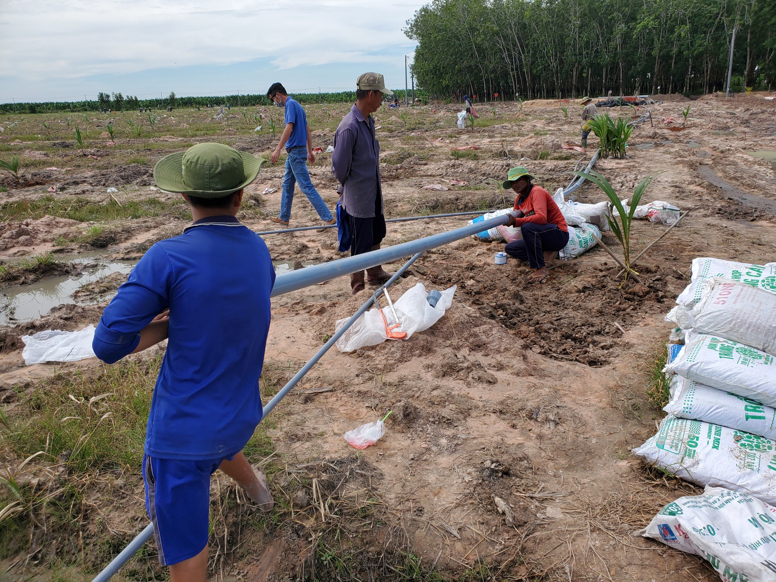 Tư vấn, thiết kế, thi công lắp đặt hệ thống tưới phun mưa bù áp.Tư vấn chuyển giao quy trình tưới nước và bón phân qua hệ thống tưới cho cây Dừa