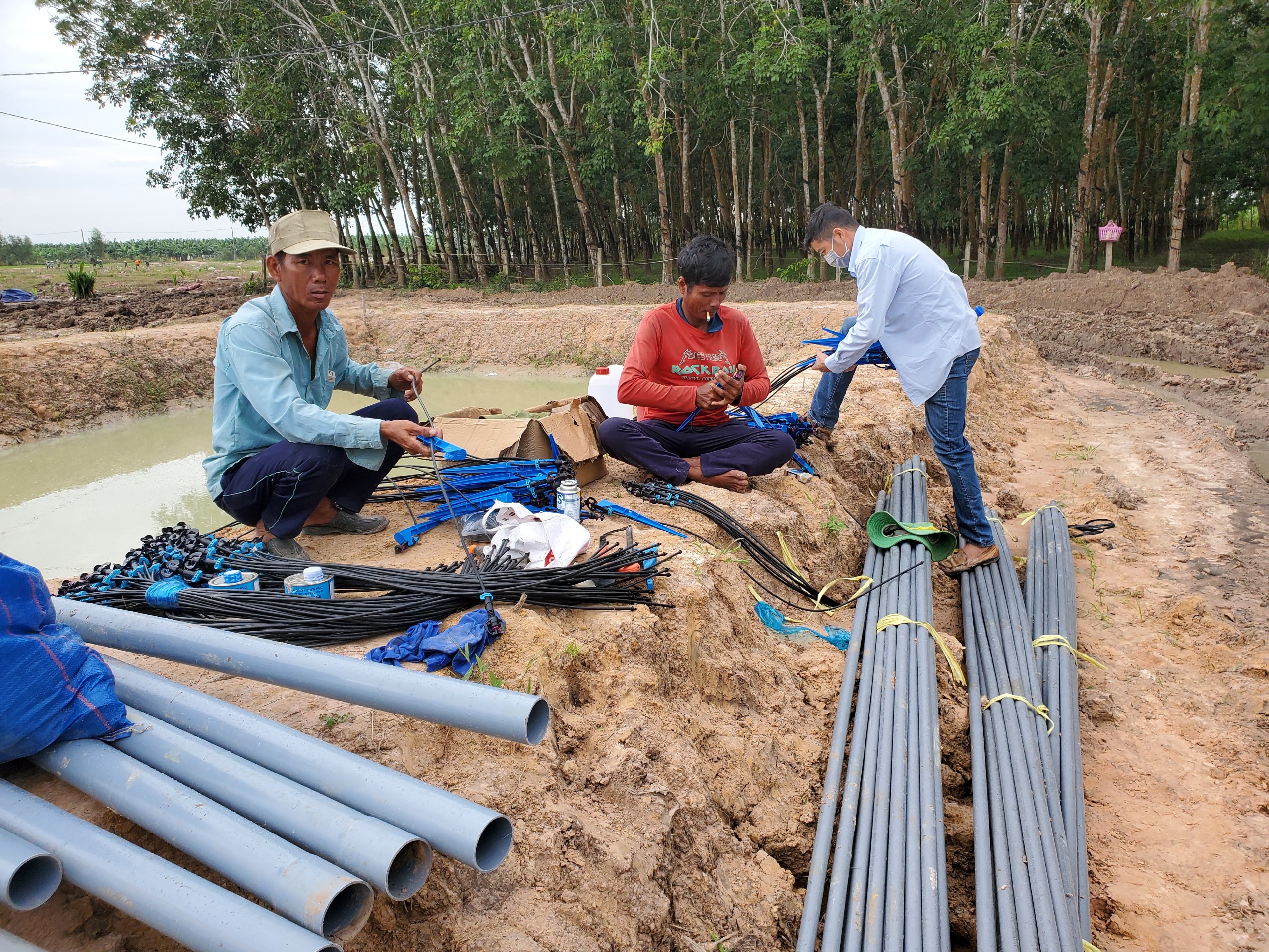 Tư vấn, thiết kế, thi công lắp đặt hệ thống tưới phun mưa bù áp.Tư vấn chuyển giao quy trình tưới nước và bón phân qua hệ thống tưới cho cây Dừa