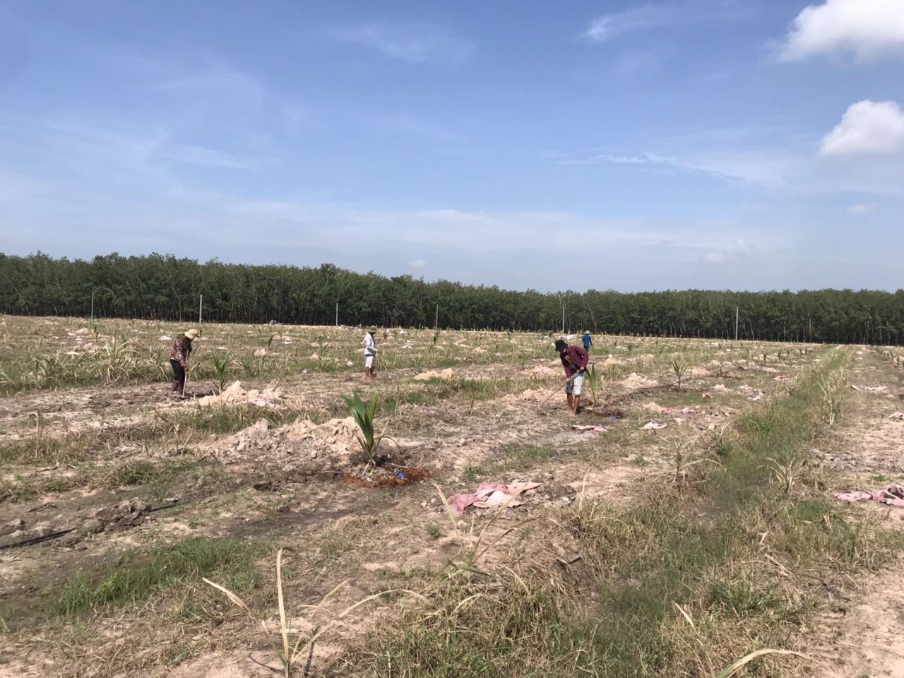 Tư vấn, thiết kế, thi công lắp đặt hệ thống tưới phun mưa bù áp.Tư vấn chuyển giao quy trình tưới nước và bón phân qua hệ thống tưới cho cây Dừa