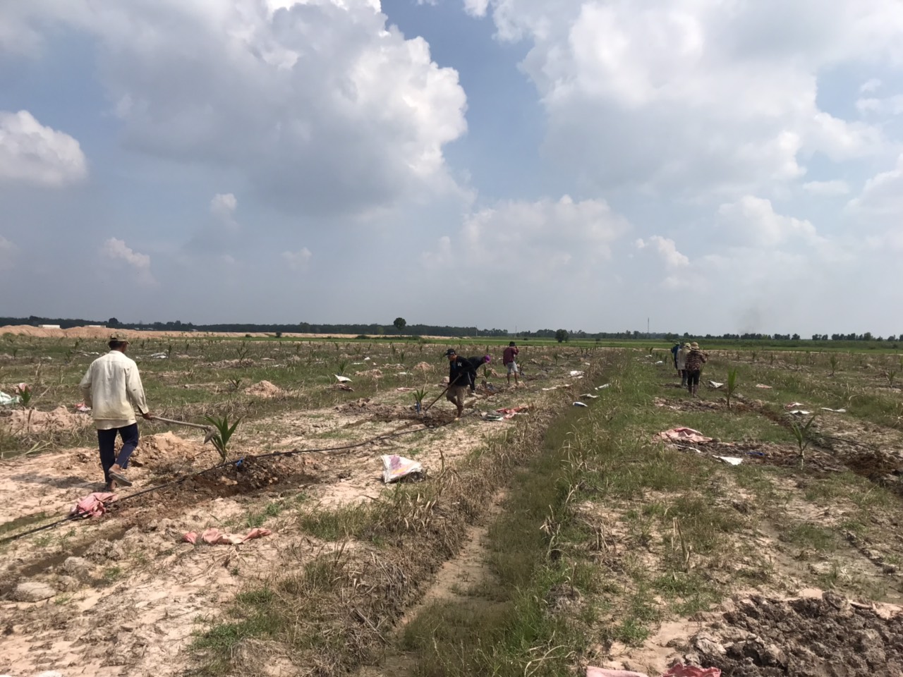 Tư vấn, thiết kế, thi công lắp đặt hệ thống tưới phun mưa bù áp.Tư vấn chuyển giao quy trình tưới nước và bón phân qua hệ thống tưới cho cây Dừa