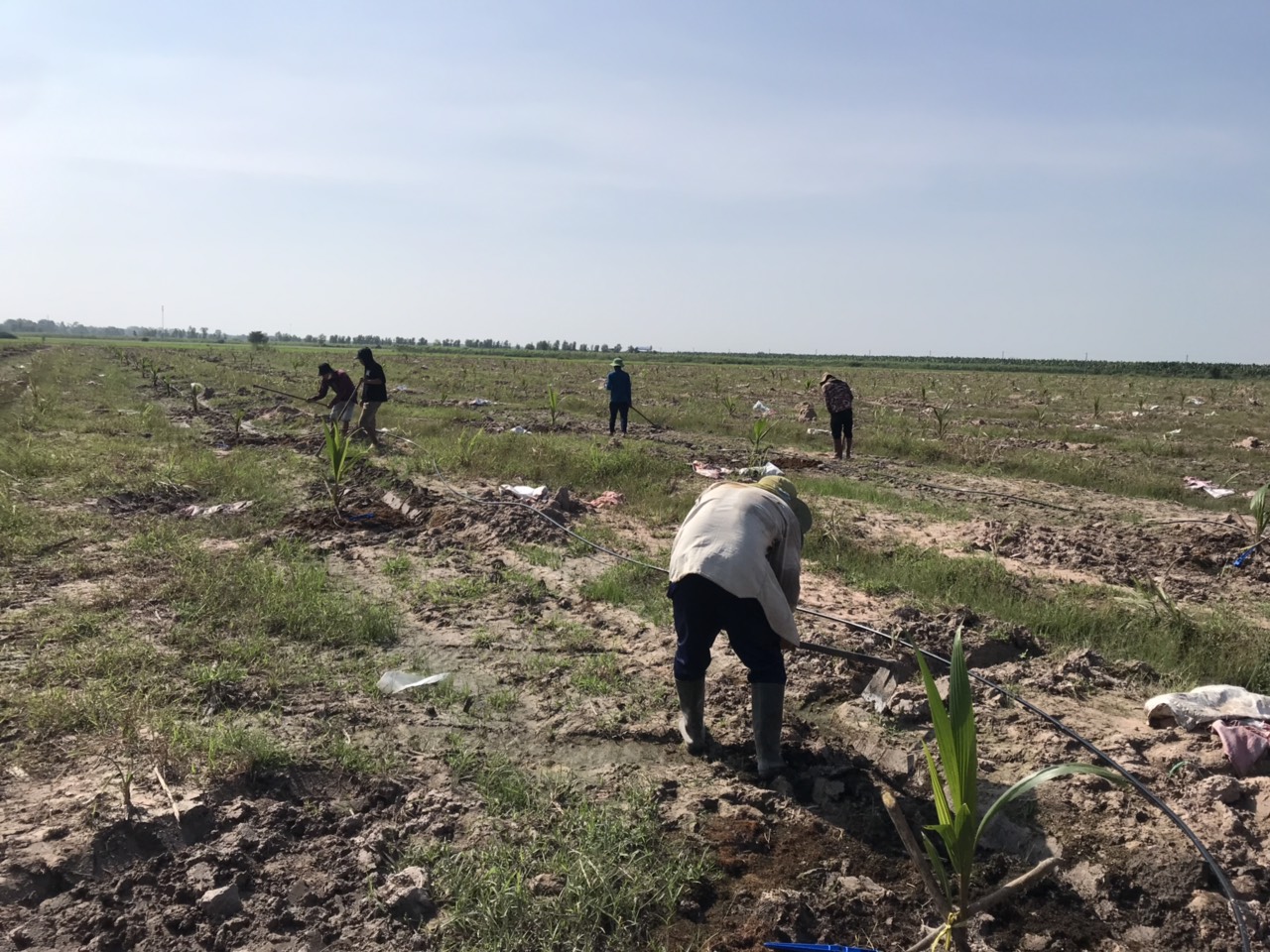 Tư vấn, thiết kế, thi công lắp đặt hệ thống tưới phun mưa bù áp.Tư vấn chuyển giao quy trình tưới nước và bón phân qua hệ thống tưới cho cây Dừa