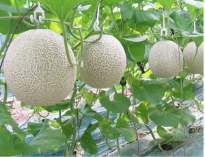 Tưới Nhỏ Giọt Dưa Lưới 01