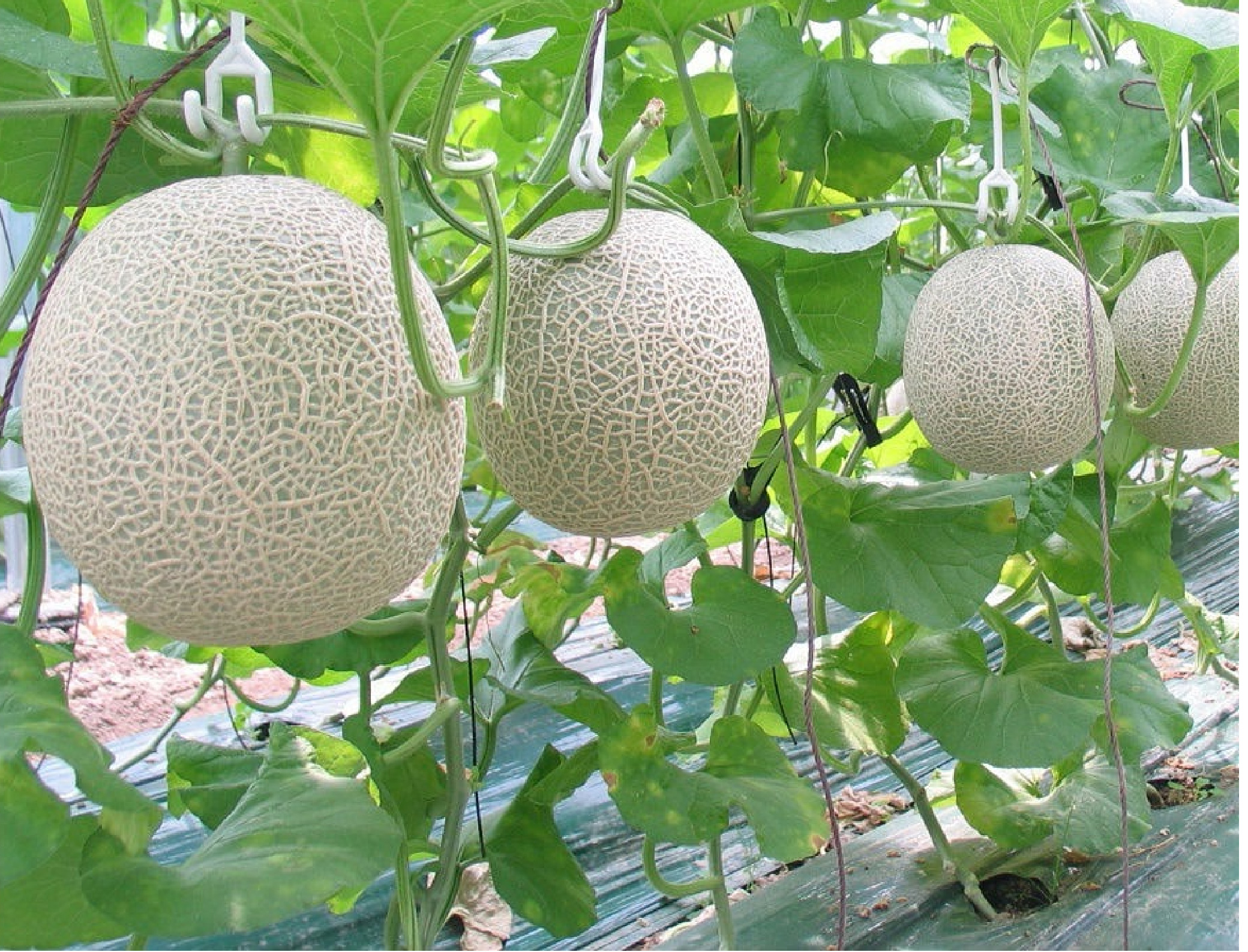 Tư vấn hệ thống tưới nhỏ giọt cho cây dưa lưới_Phần 3 (Trồng đất)