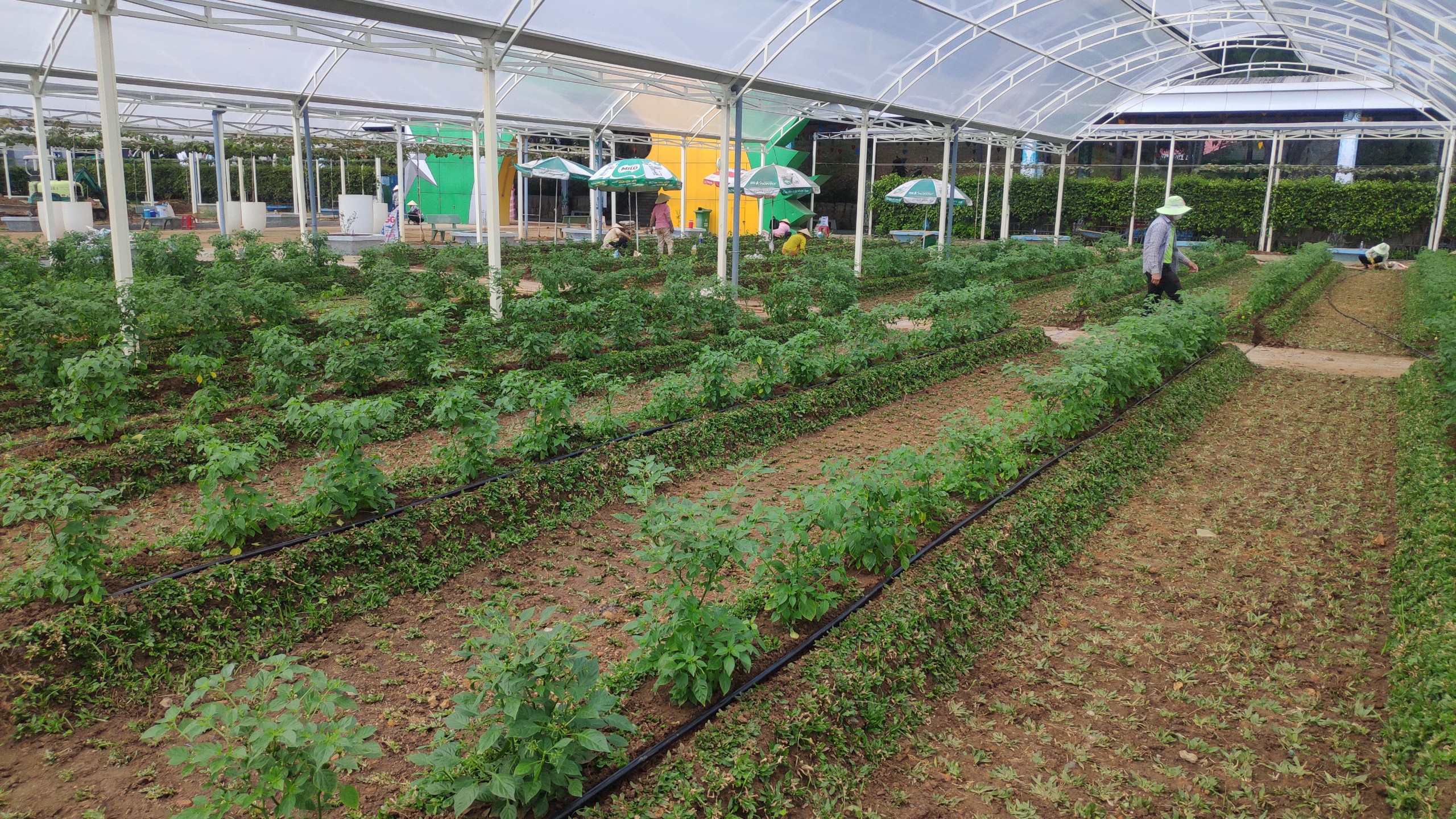 Hệ Thống Tưới Cho Suối Tiên Farm
