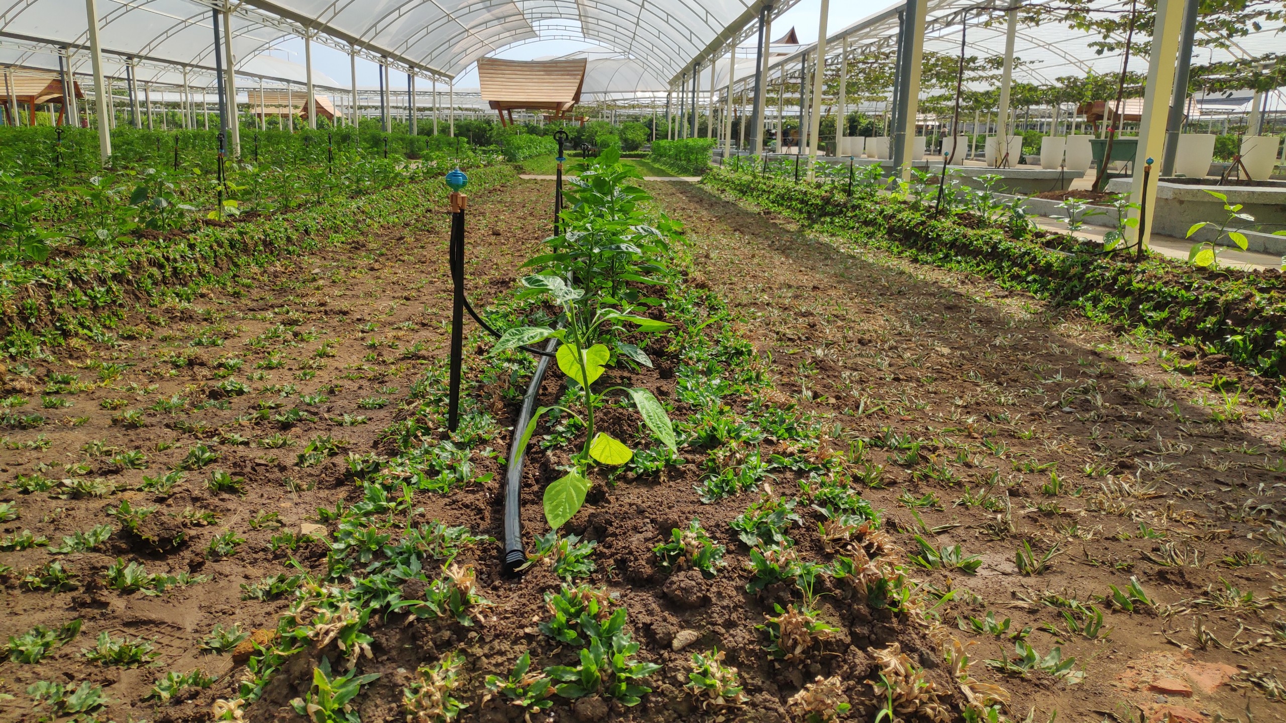 Hệ Thống Tưới Cho Suối Tiên Farm