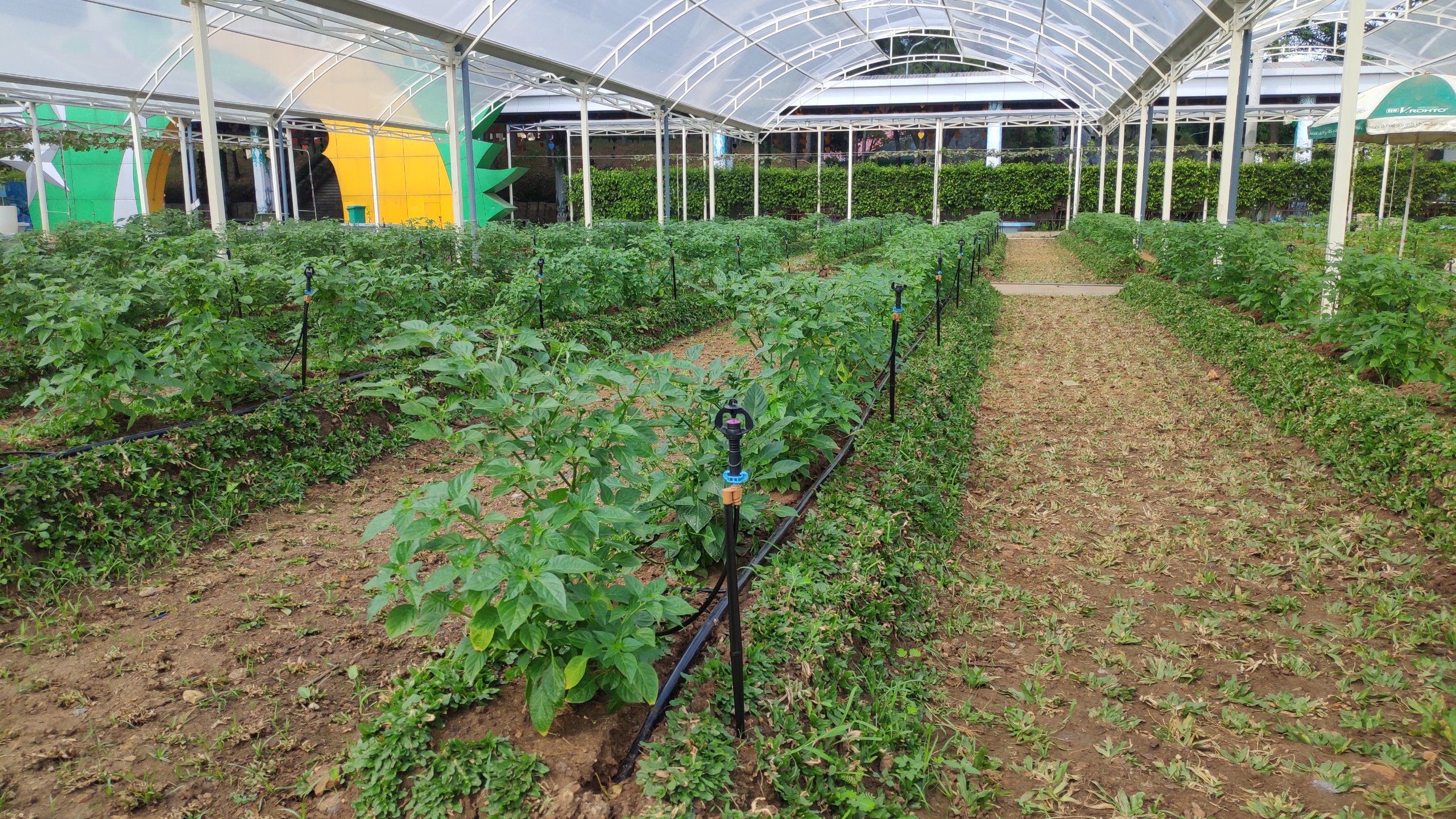 Hệ Thống Tưới Cho Suối Tiên Farm