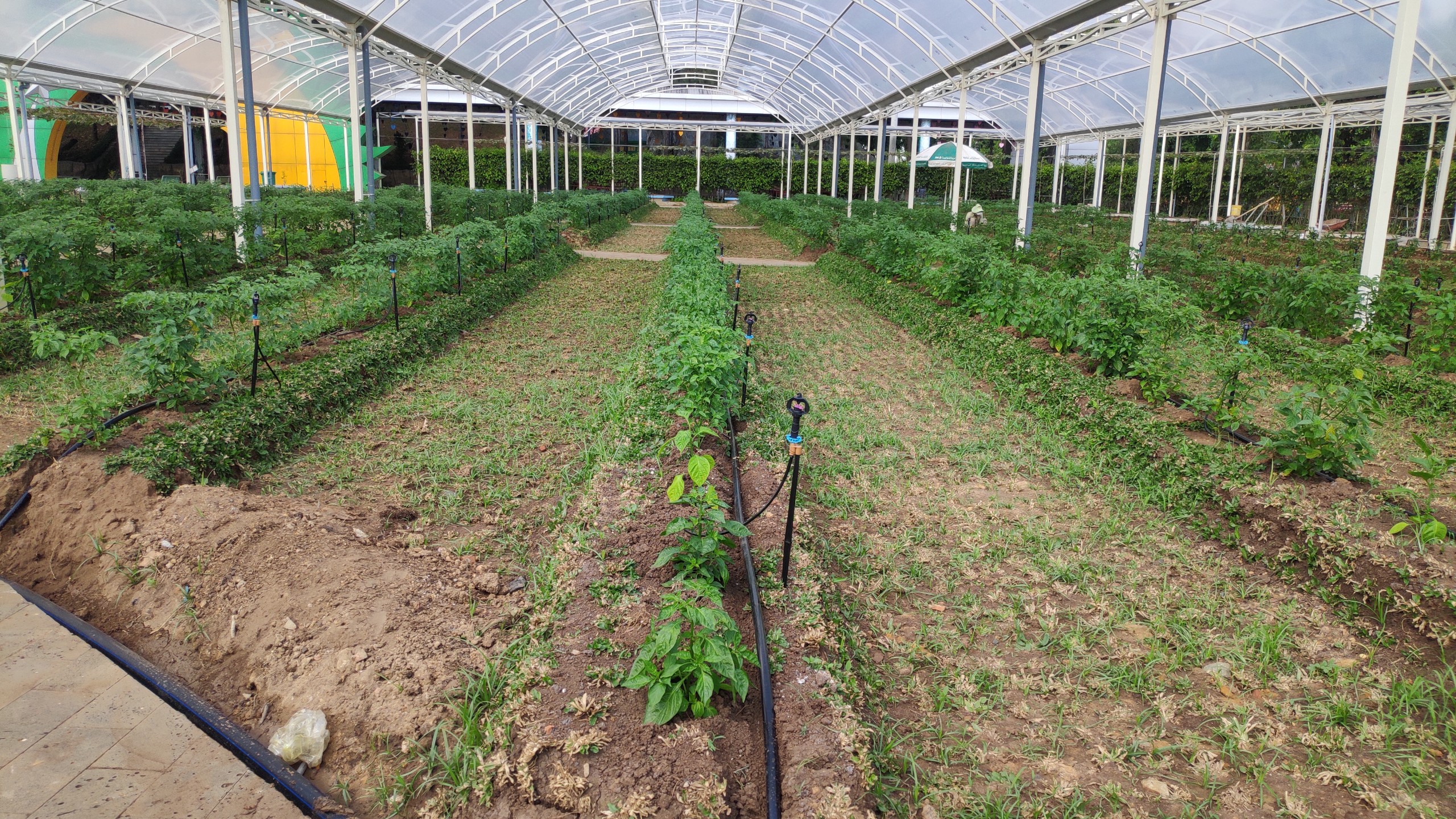 Hệ Thống Tưới Cho Suối Tiên Farm