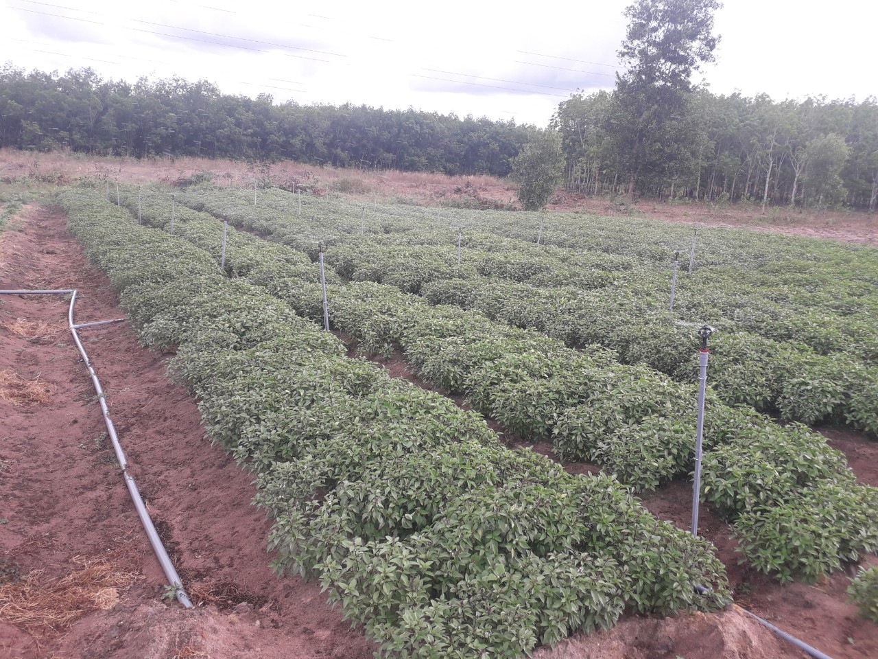 Hệ thống tưới tự động cho rau màu tại Bình Thuận