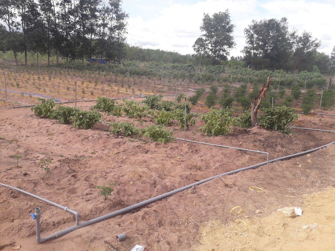 Hệ thống tưới tự động cho rau màu Việt Rau