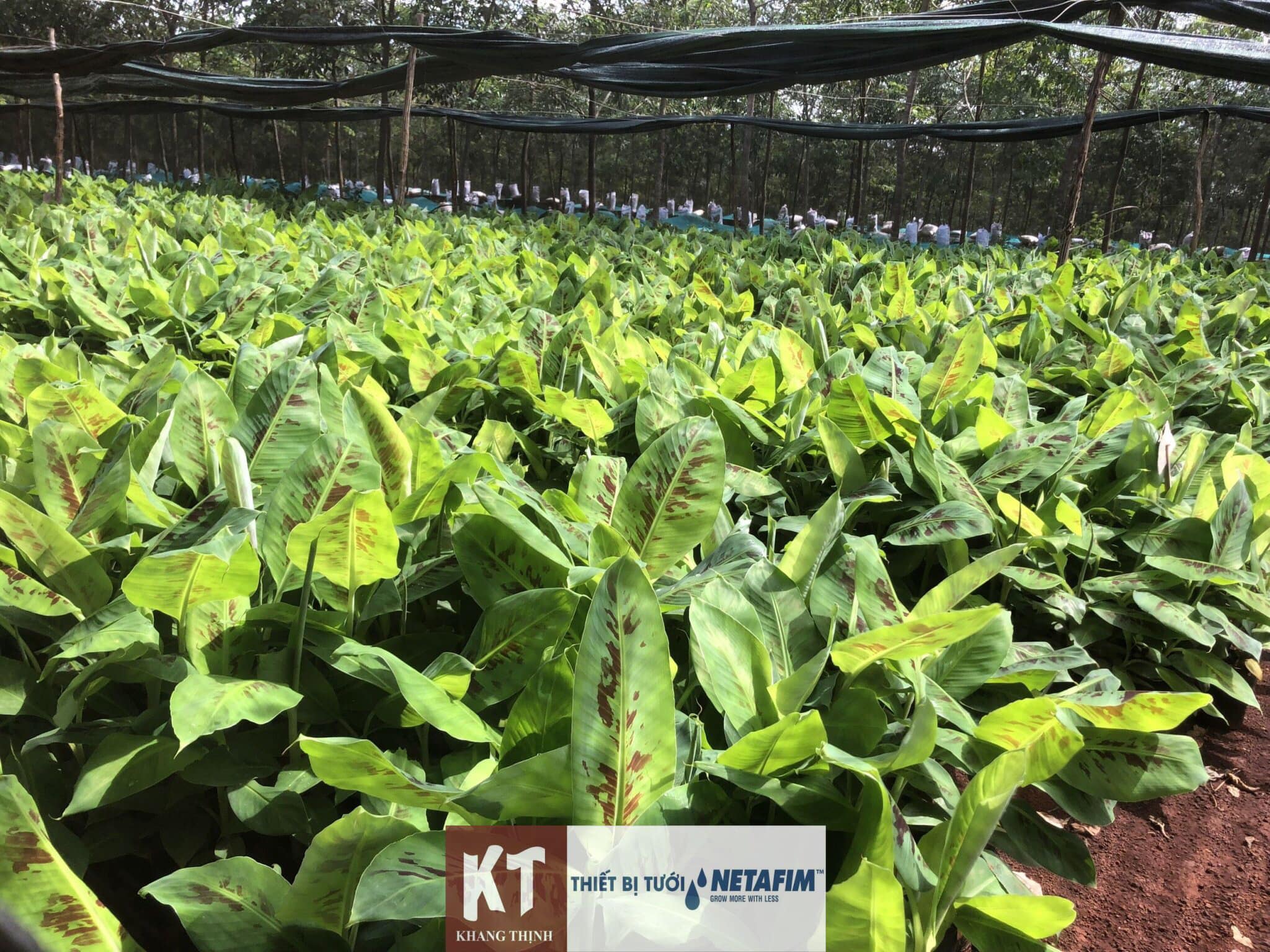 Tưới Nhỏ Giọt Bù Áp Cho 100ha Chuối Nam Mỹ