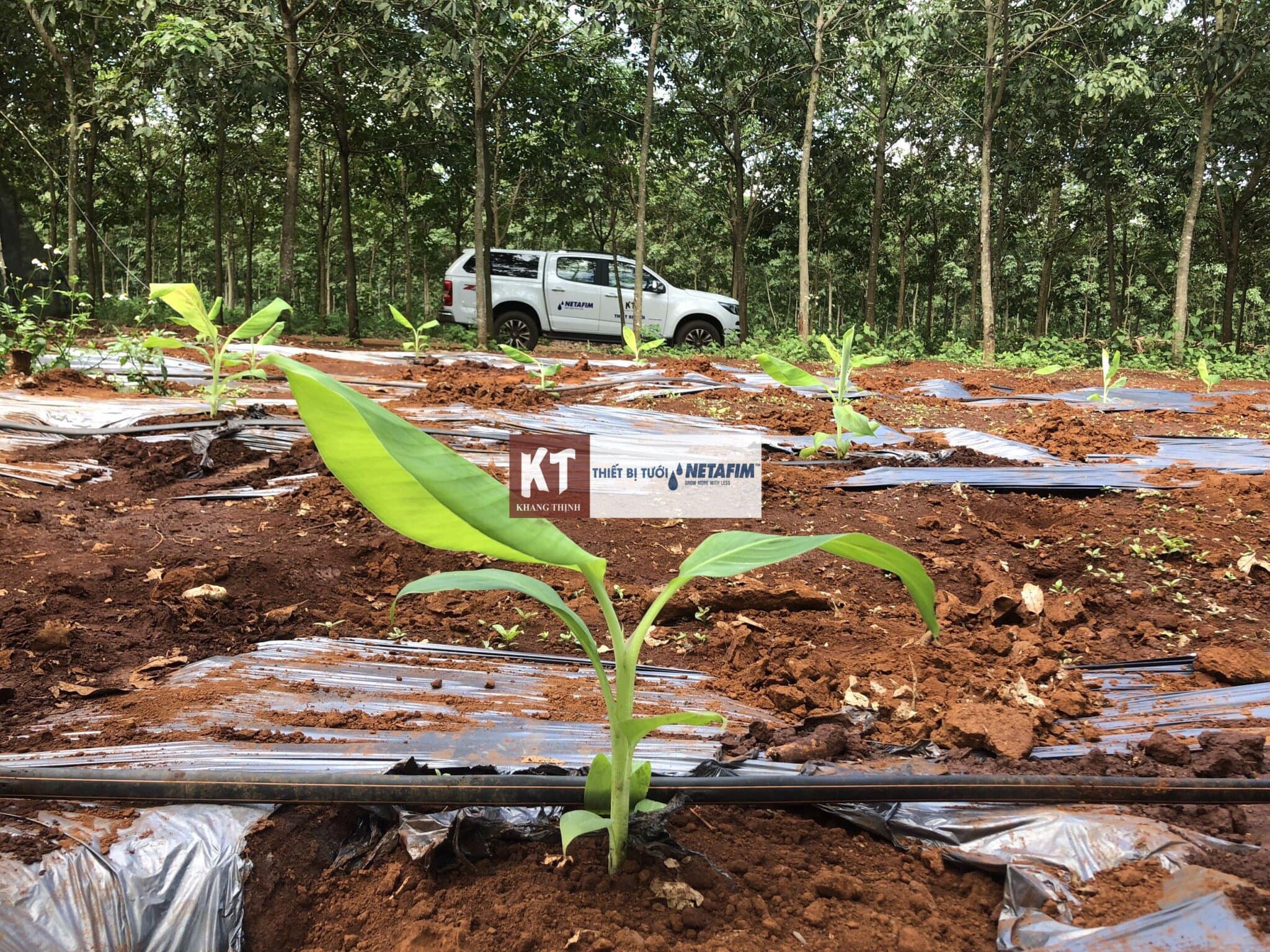 Tưới Nhỏ Giọt Bù Áp Cho 100ha Chuối Nam Mỹ