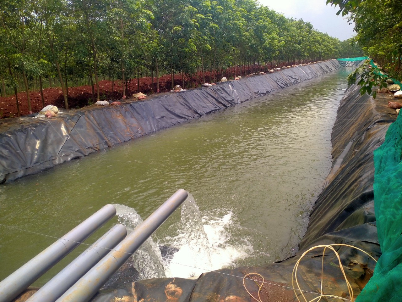 Tưới Nhỏ Giọt Bù Áp Cho 100ha Chuối Nam Mỹ