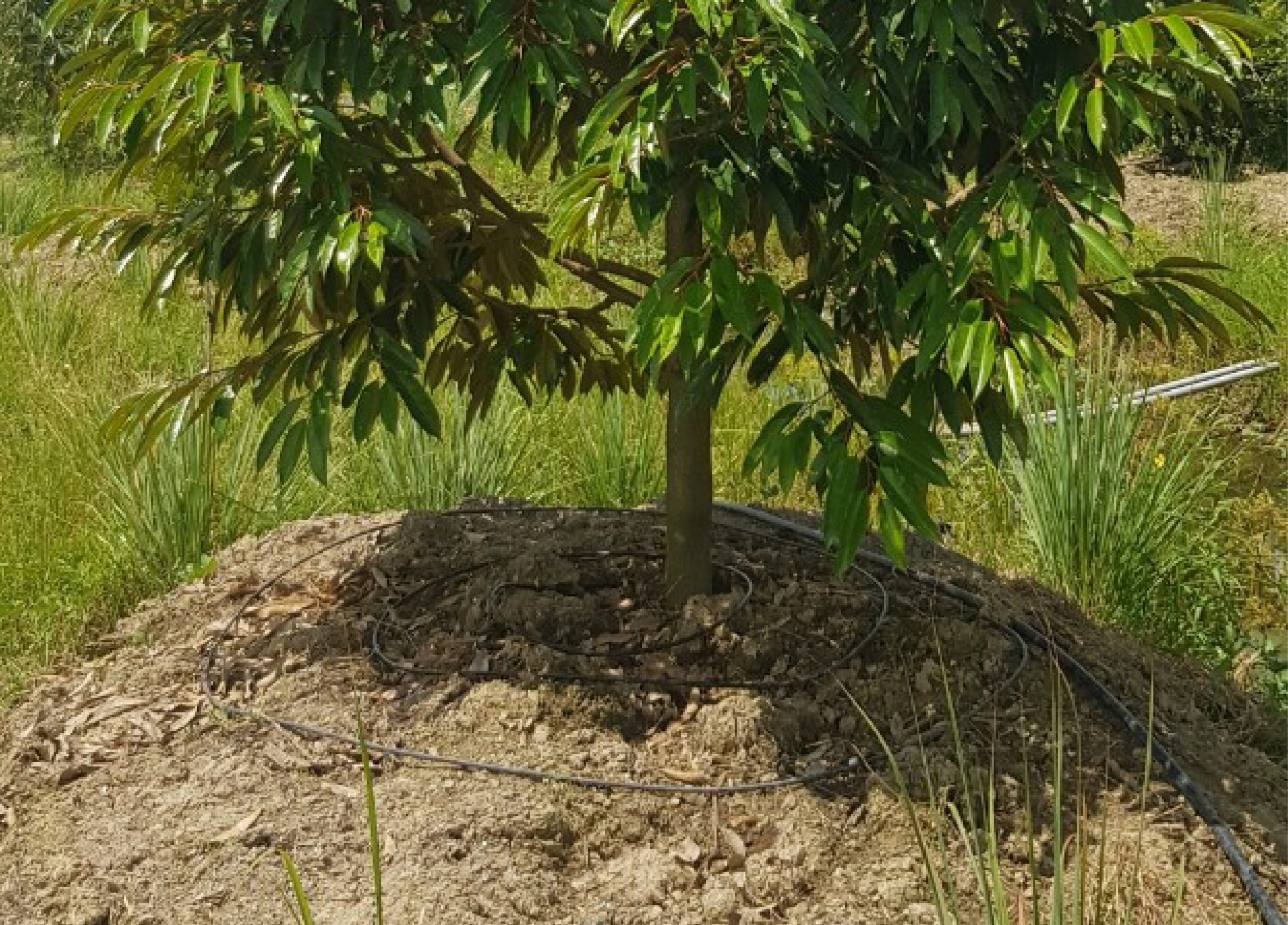Giải pháp tưới nhỏ giọt cho cây sầu riêng