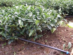 Tưới Nhỏ Giọt Netafim Cây Chè 3 01