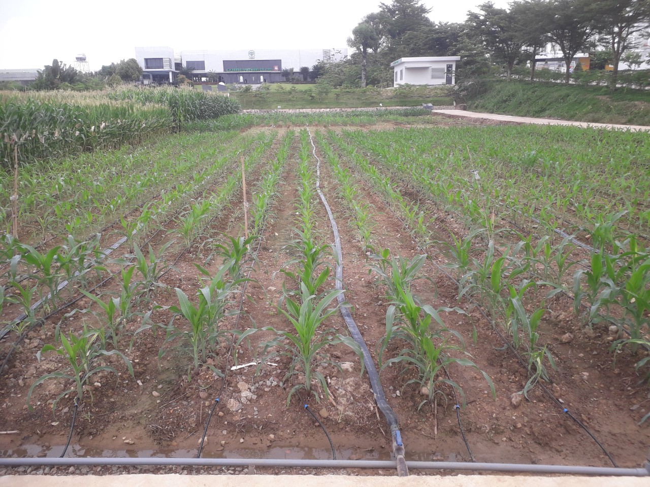 Hệ thống tưới cho cây Bắp - C.P Seed