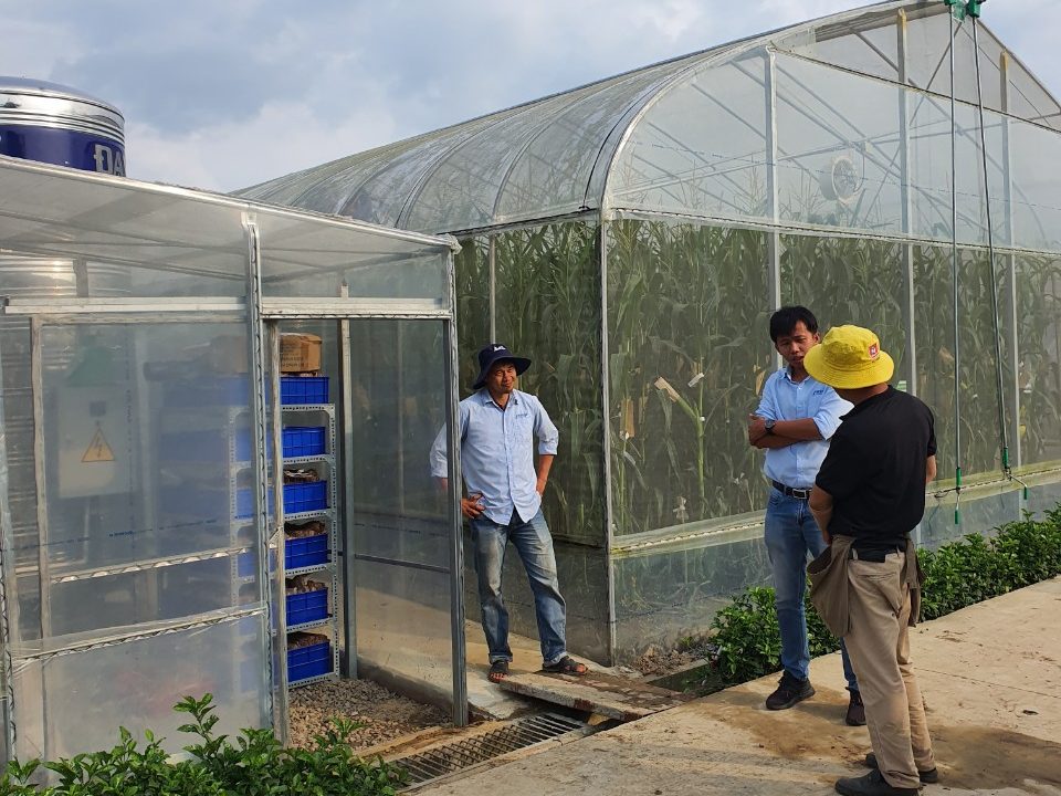 Hệ thống tưới cho cây Bắp - C.P Seed