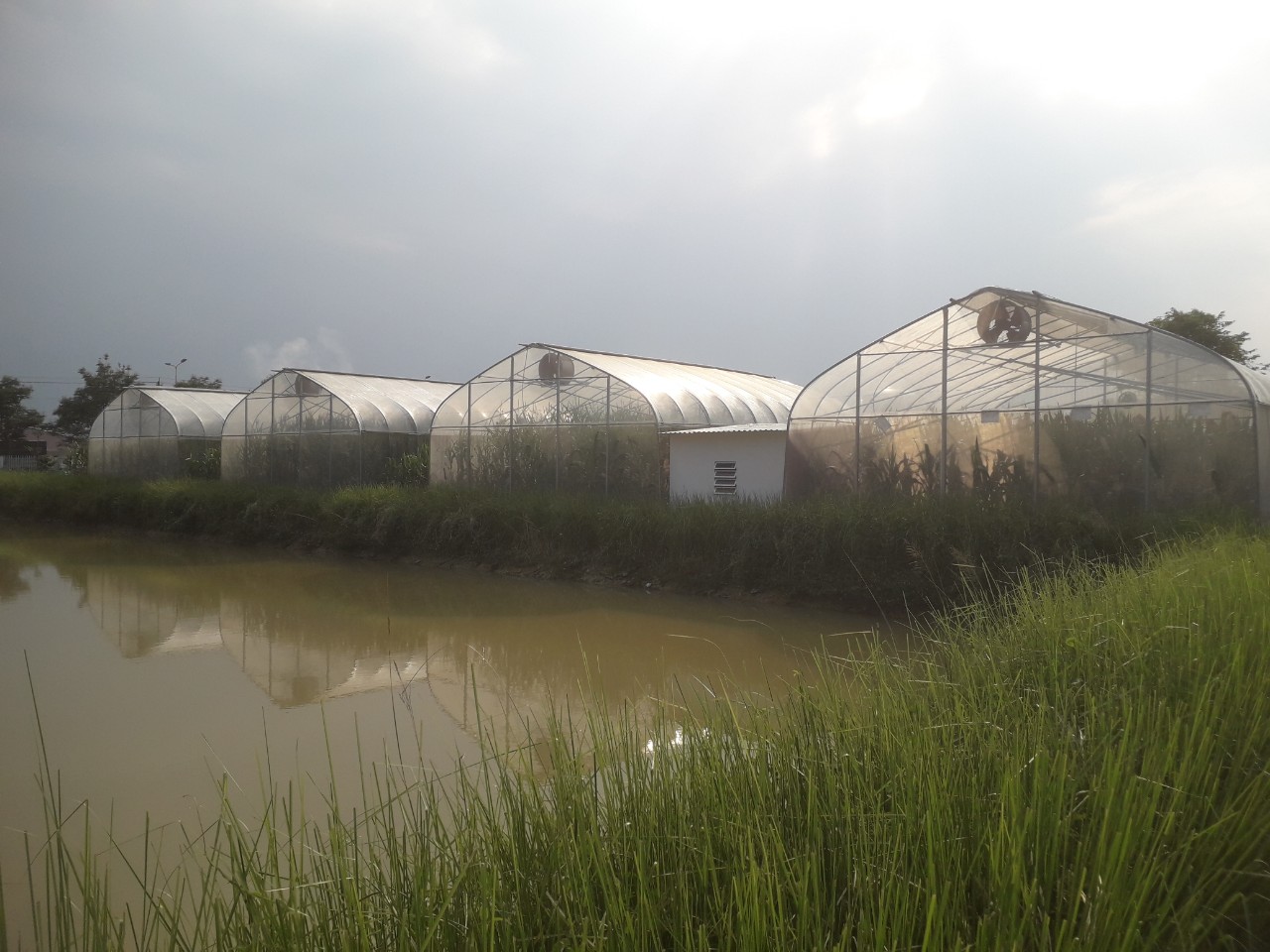 Hệ thống tưới cho cây Bắp - C.P Seed