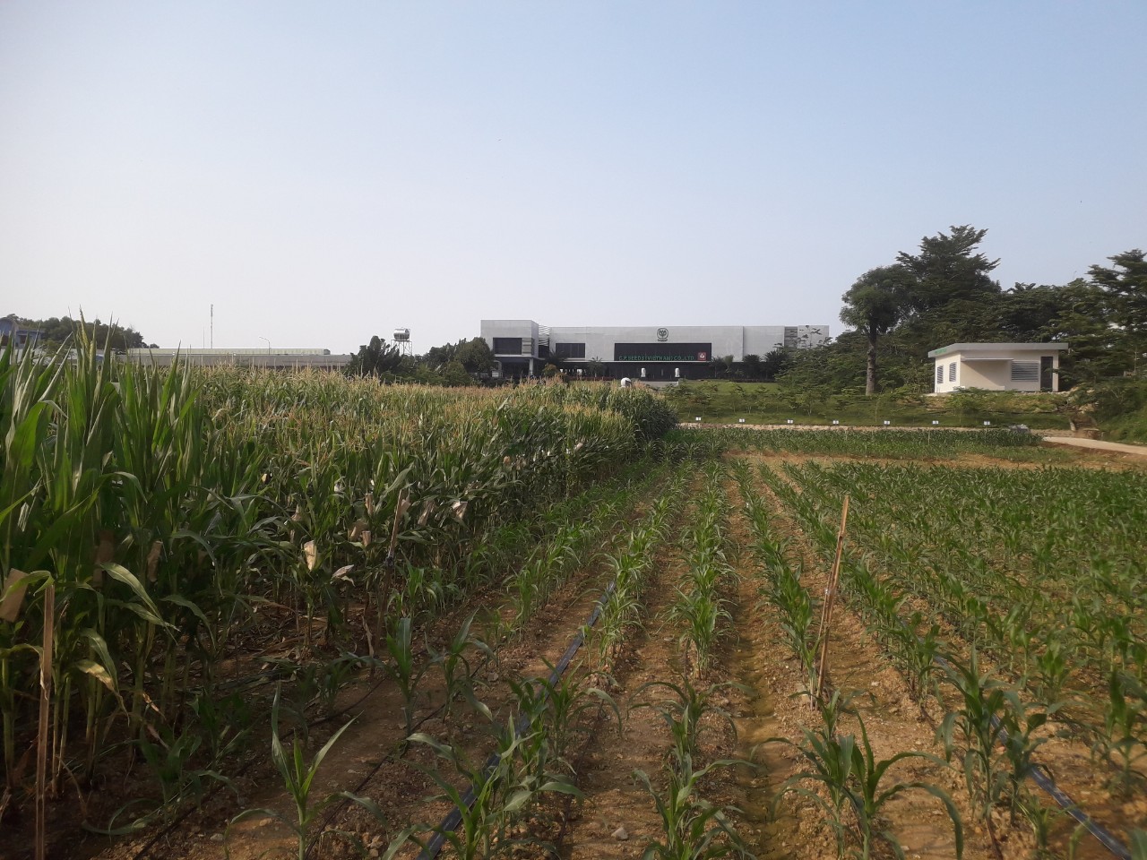 Hệ thống tưới cho cây Bắp - C.P Seed