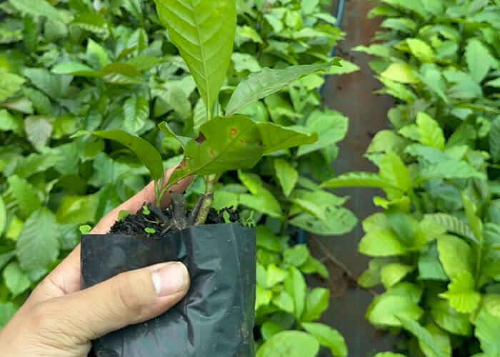 Cà phê giâm hom là gì? Cà phê 100% mang đặc tính từ cây mẹ